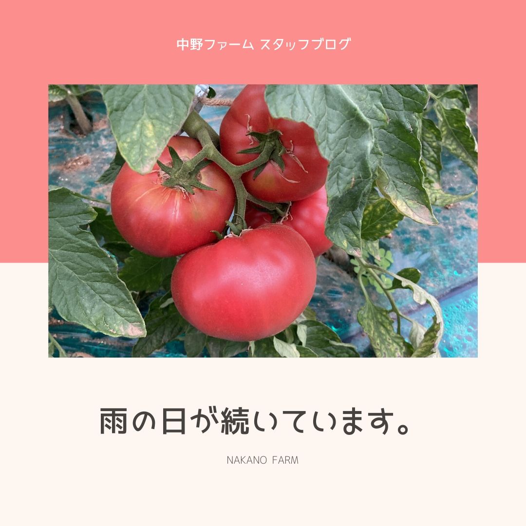 雨の日が続いていますがトマトは元気です Nakano Farm 中野ファームの高級トマトジュース 公式web通販サイト